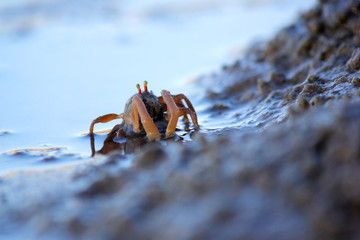 small ghost crab on the beach sand