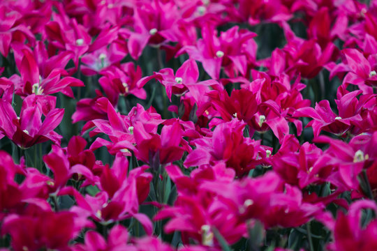 Filtered imege of amazing purple tulip flowers in a garden