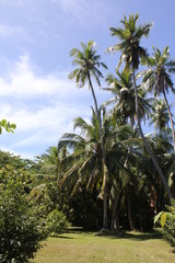 Fototapeta na wymiar seychelles private island beach palm tree indian ocean