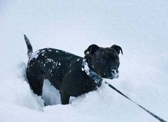 dog in snow