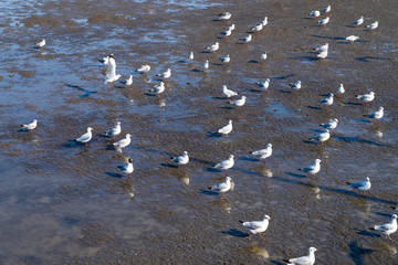 The several seagull stood on the mud. To wait for feeding that people sow.
