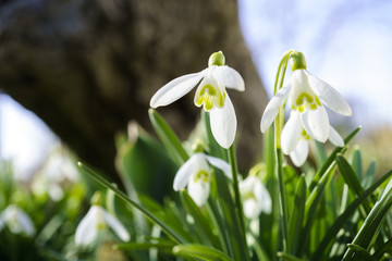 snowflake flowers.