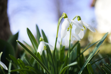 snowflake flowers.