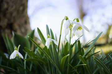 snowflake flowers.