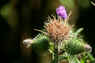 A beautiful color of blooming head donkey thistle closeup as natural floral background