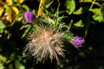 A beautiful color of blooming head donkey thistle closeup as natural floral background