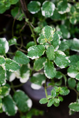 Close up image of fresh mint leaves