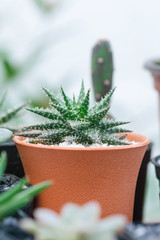 Close up image of Haworthia Aristata cactus
