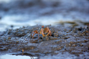 small ghost crab on the beach sand