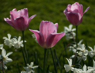 Obraz premium pink tulips in the garden