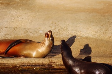 Seal