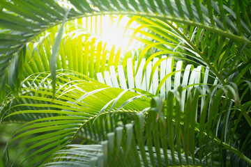 Leaves of palm tree in summer under sunlight. Tropical green leaf background