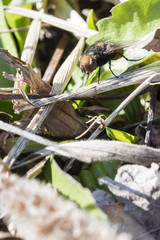 A fly sitting in the grass.