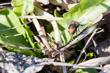A fly sitting in the grass.