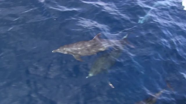 Delfine schwimmen und springen vor Tauchboot mit Wellen im Roten Meer