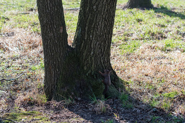 Squirrel at the bottom of the tree.