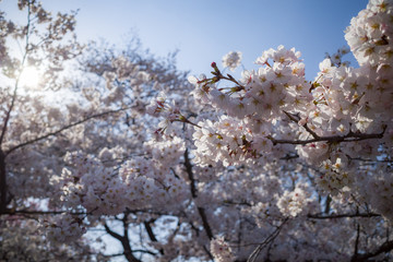 full of cherry blossoms