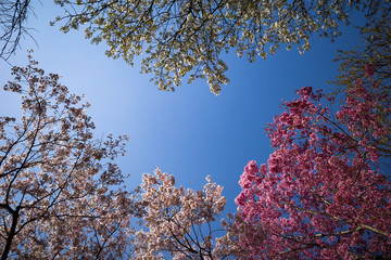 Cherry blossoms gradation