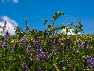 Alfalfa - Purple white field clover