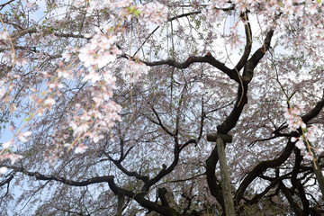 桜空