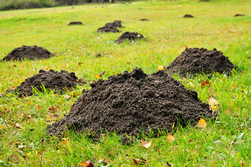 Mole mound in field grass garden