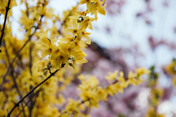 Blooming forsythia in springtime. Blurry backdrop with yellow flowers. Beautiful florets in the park.