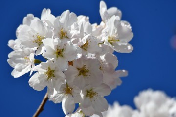 桜　Cherry blossom