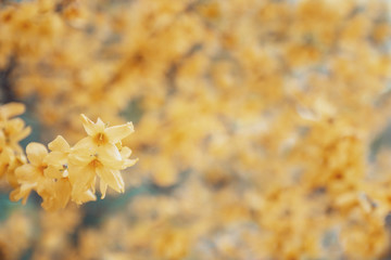 Blooming forsythia in springtime. Blurry backdrop with yellow flowers. Beautiful florets in the park.