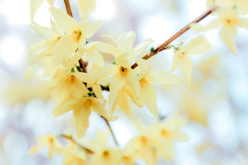 Blooming forsythia in springtime. Blurry backdrop with yellow flowers. Beautiful florets in the...