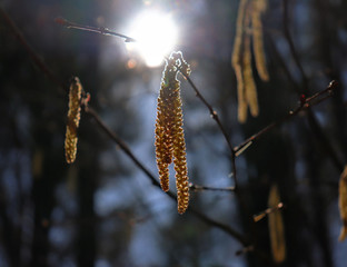 catkins in early spring