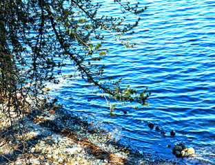 ветка сосны на море