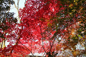 京都の紅葉