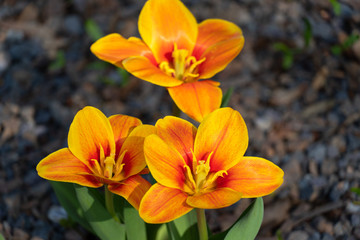 Tulpe - Tulip