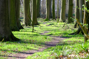Pirschpfad im Wald
