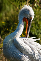 Krauskopfpelikan (Pelecanus crispus)