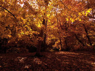 Autumn Park