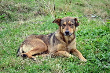 dog on the grass