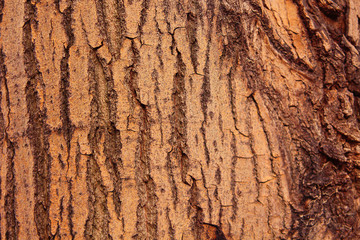 Tree bark texture