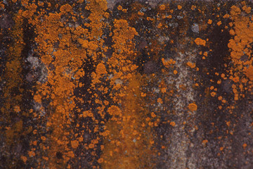 Lichen texture