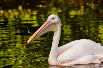 Rosapelikan (Pelecanus onocrotalus)