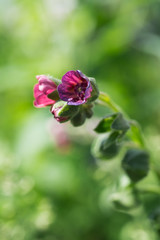 Red littel flower on green leaves background. Close up