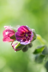Fototapeta na wymiar Red littel flower on green leaves background. Close up