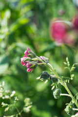 Red littel flower on green leaves background. Close up
