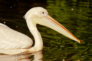 Rosapelikan (Pelecanus onocrotalus)