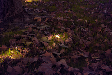 The Last Leaf of Autum