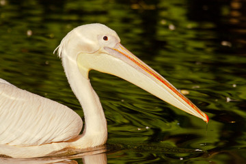 Rosapelikan (Pelecanus onocrotalus)
