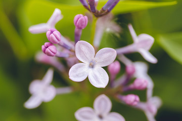 A branch of blooming lilac on a background of green leaves