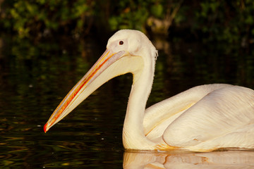 Rosapelikan (Pelecanus onocrotalus)