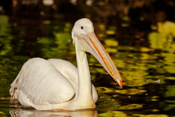 Rosapelikan (Pelecanus onocrotalus)