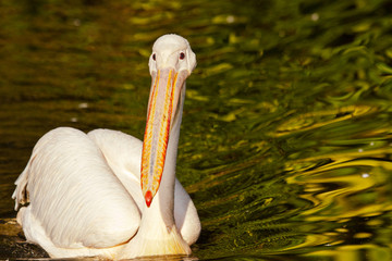 Rosapelikan (Pelecanus onocrotalus)